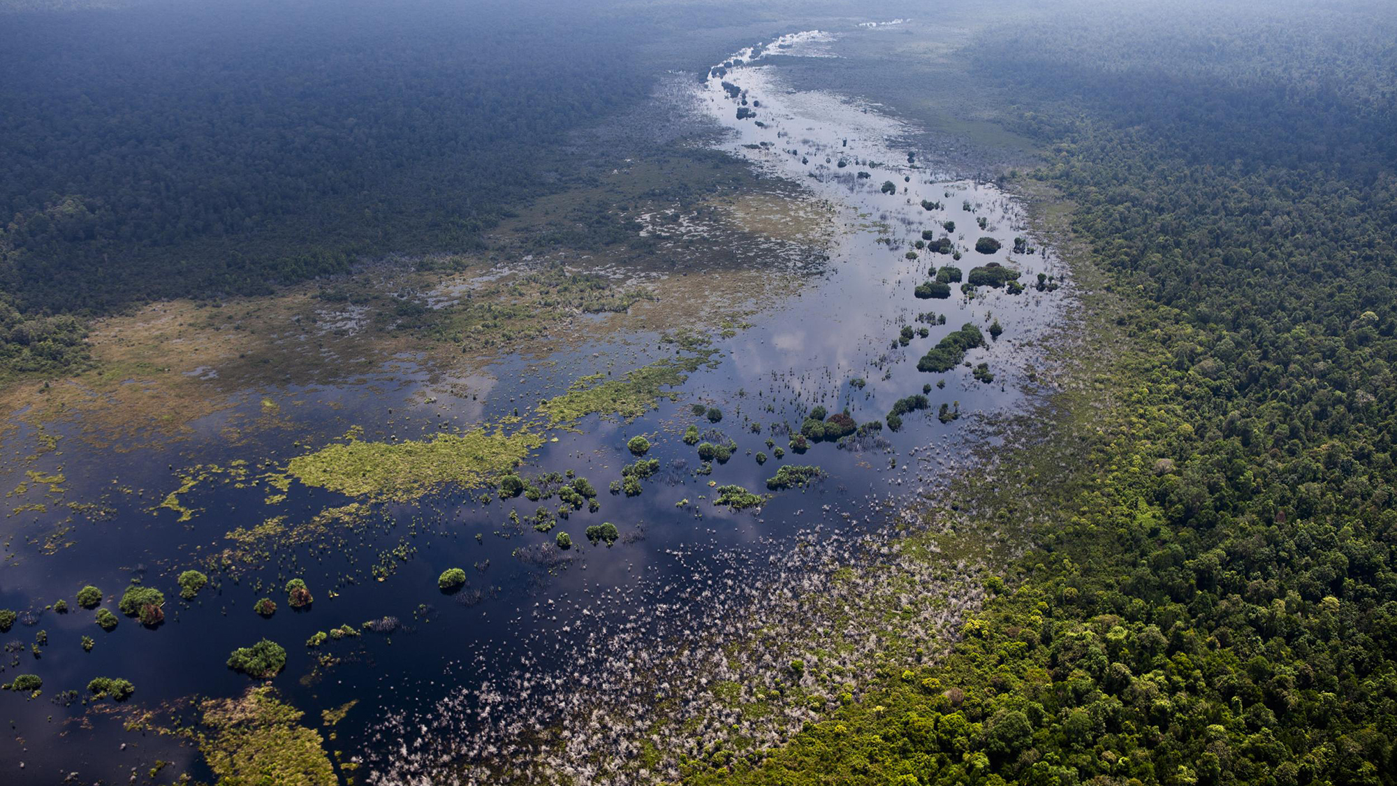 photo of Can We Find the World’s Remaining Peatlands in Time to Save Them? image
