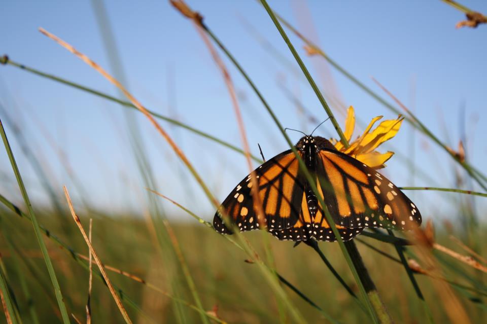 photo of Can The Monarch Highway Help Save a Butterfly Under Siege? image