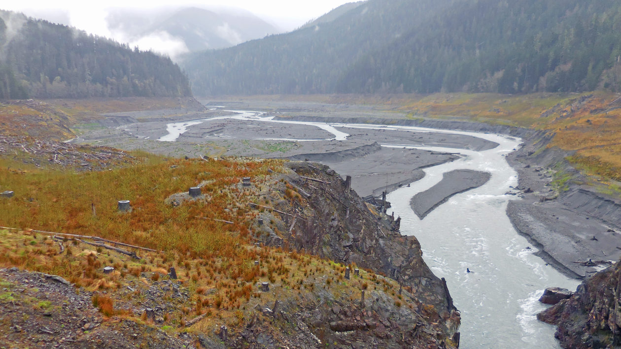 Vegetation is returning to this Elwha River valley in Washington state after two dams were removed.   