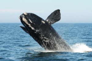 A North Atlantic right whale breaches in the Bay of Fundy in August 2012. 