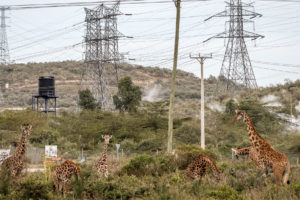 Maasai giraffe browse alongside geothermal power infrastructure in Hell’s Gate National Park, Kenya.