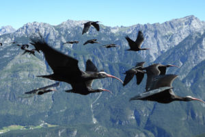 In the last decade, scientists have helped reestablish a migrating population of northern bald ibises in Europe.