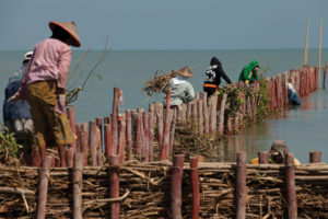 Villagers in the Demak district of Java, Indonesia, help to maintain natural wooden seawalls.