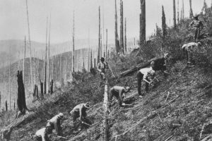 A Civilian Conservation Corps crew clears brush and plants seedlings in St. Joe National Forest in Idaho in the 1930s.