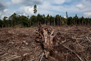 Deforested peatland cleared to make pulp and paper products in Sumatra, Indonesia in 2014. 