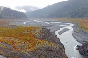 Vegetation is returning to this Elwha River valley in Washington state after two dams were removed. 
  