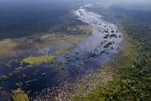 The Kerumutan Peat Swamp Forest in Sumatra.