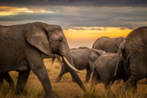 An elephant herd in Kenya.
