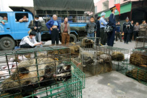 Chinese officials seized civet cats in a wildlife market in Guangzhou in 2004 to prevent the spread of the SARS virus.