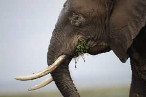 An elephant at the Amboseli game reserve, approximately 250 km south of the Kenyan capital of Nairobi.