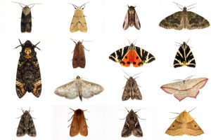 ​A composite image of moths trapped during an annual nighttime insect census in October 2013 in the U.K. 