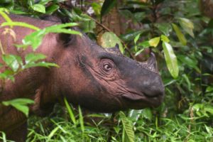 A critically endangered Sumatran rhino in Way Kambas National Park, Indonesia. 