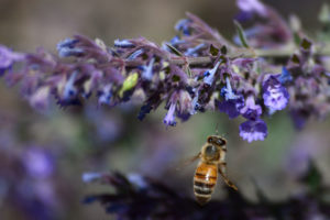 A honey bee visits a blooming catmint plant in New Mexico.