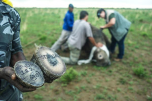Recently removed rhino horns on a private ranch in the North West province of South Africa.