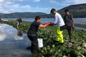 Swinomish tribal members from Washington state participate in a clam garden restoration in British Columbia.