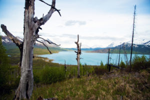 Fire-scarred trees in Kenai National Wildlife Refuge.