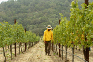 A winery in California's Napa Valley, where about 500 acres are being converted annually into vineyards.