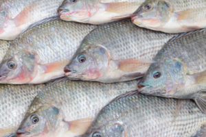 Nile tilapia, shown in an African market, are increasingly found in waters throughout sub-Saharan Africa far from their native range.
  