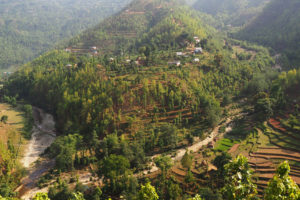Trees grow on former terraced rice fields in Gulmi District, Nepal.