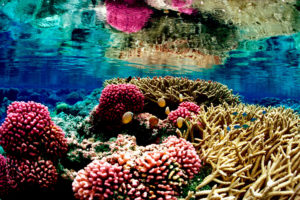 A coral reef at the Palmyra Atoll National Wildlife Refuge in the Pacific Ocean.