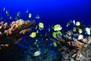 Reef fish above the Pearl and Hermes Atoll in the northwestern Hawaiian Islands.