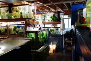 Fish tanks in the basement of a home in Erie, Colorado containing dozens of threatened species, including some that are extinct in the wild.