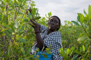 Saly Sarr picking "propagules" from older mangrove trees. 