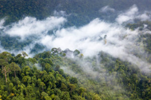 Moisture produced by the world's forests generates rainfall thousands of miles away.