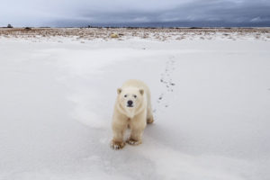 A polar bear outside Churchill, Manitoba, which is located on the animals' annual migration route. 