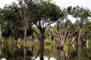 A wetland forest in Tupana, Brazil.