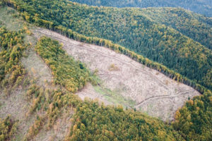 A logged area of a forest managed by the Forest Stewardship Council in Romania.