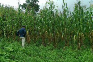A Mexican scientist inspects a field of olotón maize near Oaxaca, Mexico.