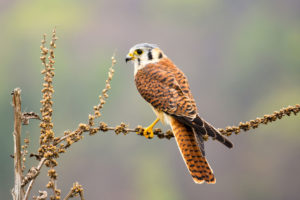 Populations of the American kestrel (above) and other birds are declining in the Mojave Desert as temperatures rise.