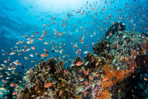 A coral reef near the Indonesian island of Bali.