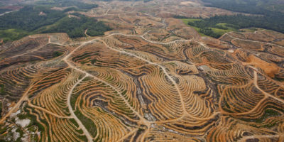 Forests cleared for oil palm plantations in Central Kalimantan, Indonesia.
