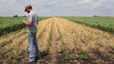 A farmer examines a rye cover crop planted within a field of soybeans in Midburn, Iowa.