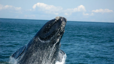 At least 48 North Atlantic right whales have been killed since 2010.