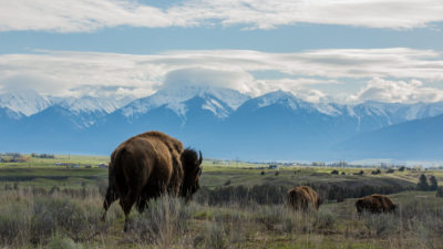 The National Bison Range in Montana, now managed by the Confederated Salish and Kootenai Tribes.