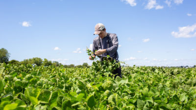 Biologist Steven Burgess collects samples from soybean plants at a University of Illinois research farm.