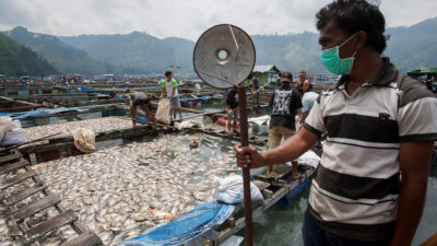 Farmers remove thousands of dead fish from floating cages in the Lake Toba town of Haranggaol in May 2016. The fish died overnight from a lack of oxygen in the water.