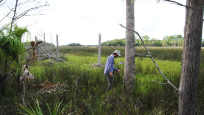 Ecologist David Kaplan surveys dying coastal trees in the Withlacoochee Gulf Preserve in Yankeetown, Florida.
