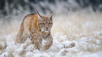 Eurasian lynx have snowshoe-like feet that give them a competitive edge in catching prey on thick snow. 