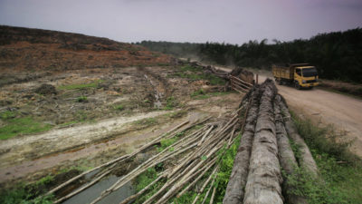 An area of forest in Indonesia that was cleared to make way for an oil palm plantation.