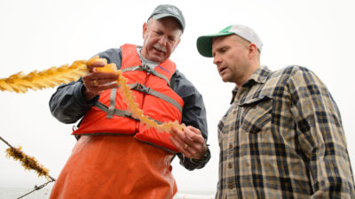 Ocean farmer Bren Smith (right) and biologist Charles Yarish examine harvested kelp.
