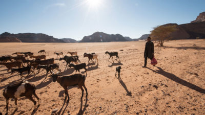 A young boy herds his goats in the Ghat District of Libya, which has been converted largely to desert in the last 100 years. 