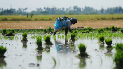 Methane emissions from rice fields, such as this one in India, have risen in recent years.