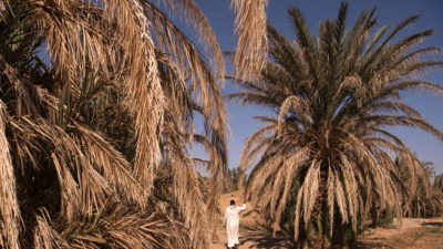 Dried-out palm trees in Morocco's Tafilalet oasis in October 2016.