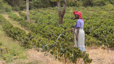 A farmer waters coffee saplings on the slopes of Mount Kilimanjaro.