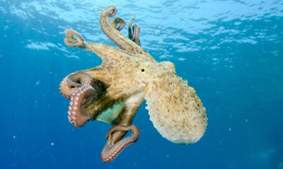 A common octopus off the coast of Kornati, Croatia.