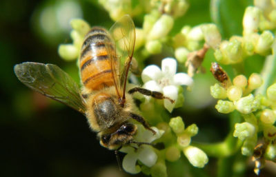 Bees are vital pollinators for coffee crops worldwide.